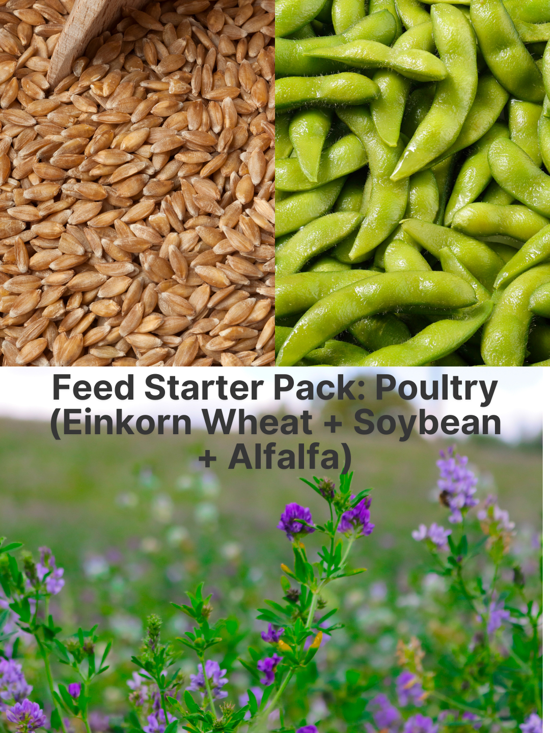 Feed Starter Pack: Poultry (Einkorn Wheat + Soybean + Alfalfa)