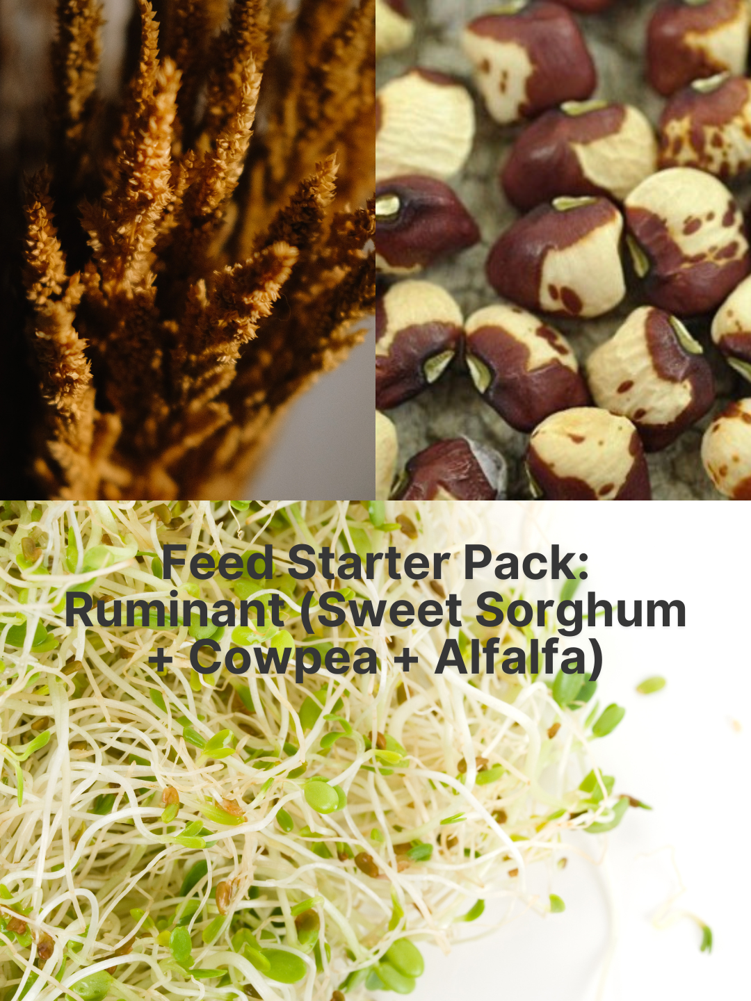 Feed Starter Pack: Ruminant (Sweet Sorghum + Cowpea + Alfalfa)