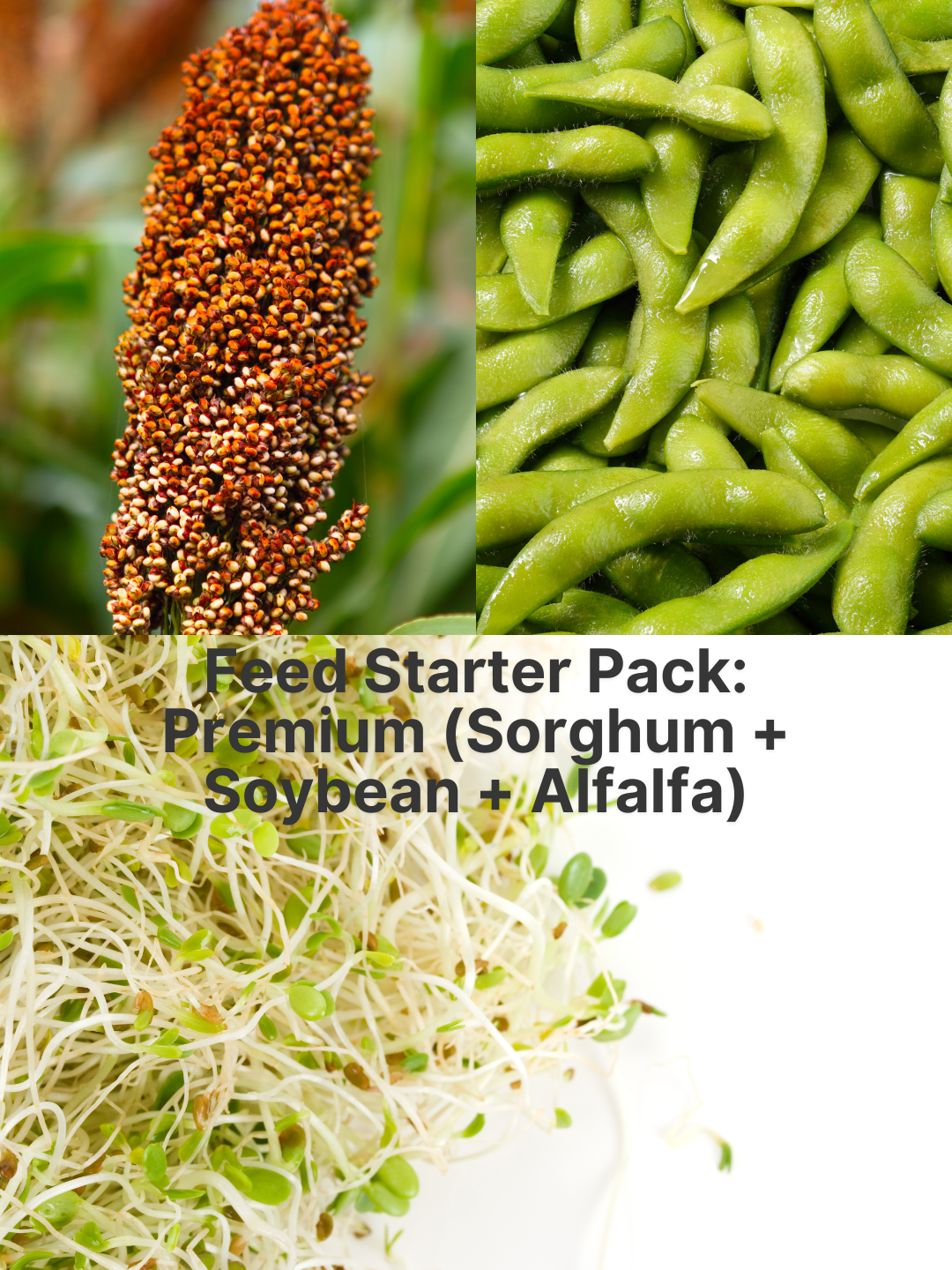 Feed Starter Pack: Premium (Sorghum + Soybean + Alfalfa)