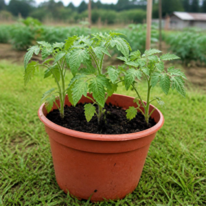Cherry Tomato Seedlings – 5 Seedlings per Pot
